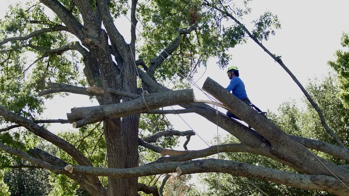 Professional Hazardous Tree Removal performed by certified arborists in Vidalia